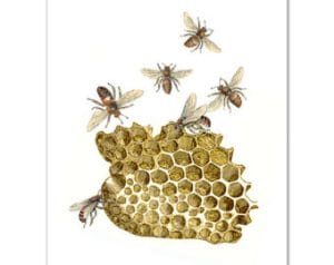 bees and honey 2