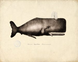 Scientific Illustration of a Whale