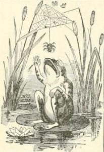 public domain frog illustration 10