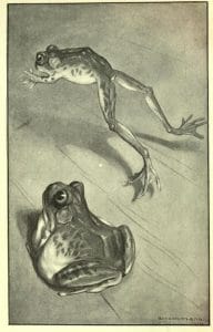 public domain frog illustration 11