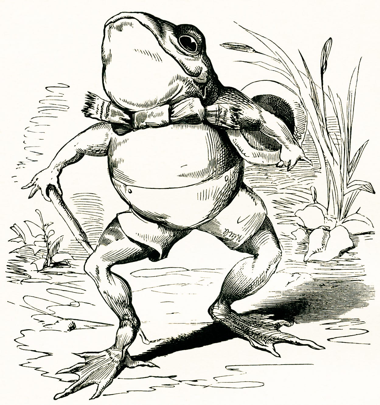 public domain frog illustration 12