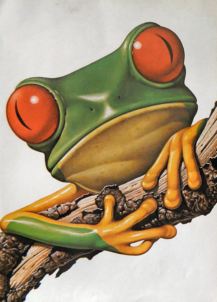 public domain frog illustration 18