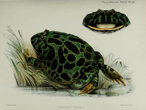 public domain frog illustration 19