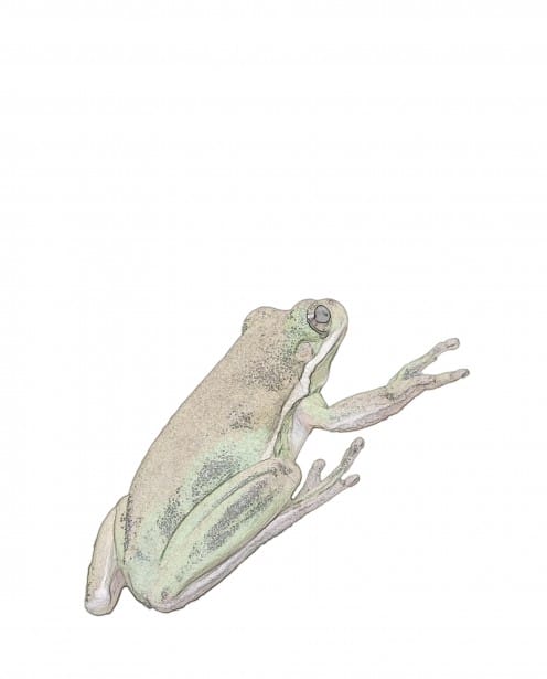 public domain frog illustration 9