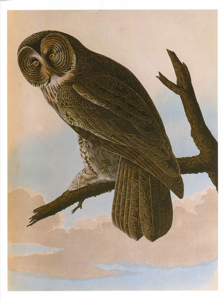 public domain vintage owl image 10