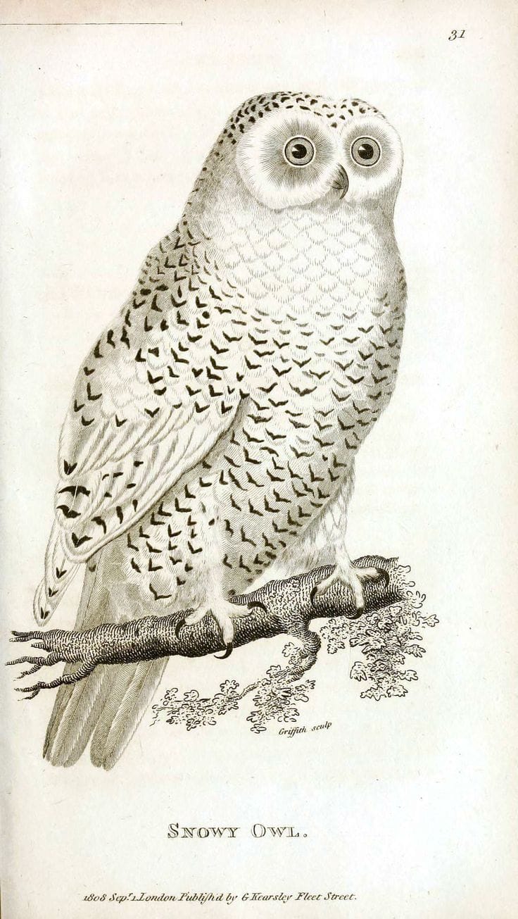 vintage owl drawing
