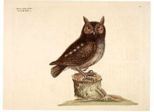 public domain vintage owl image 15