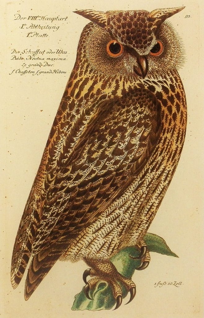 public domain vintage owl image 16