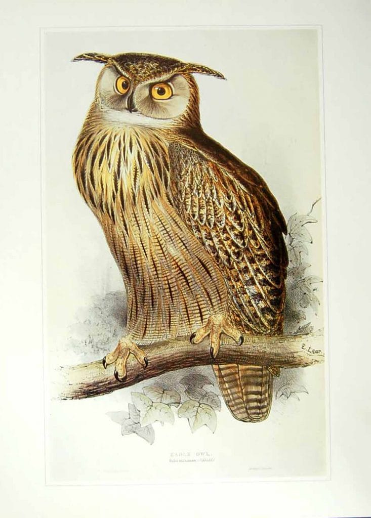 public domain vintage owl image 14 - Free Vintage Illustrations