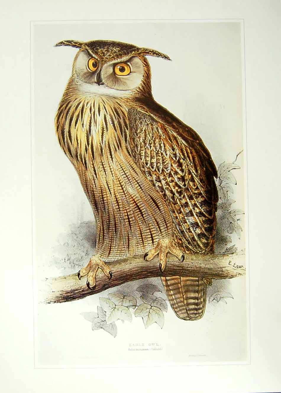 public domain vintage owl image 17