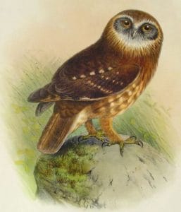 public domain vintage owl image 18