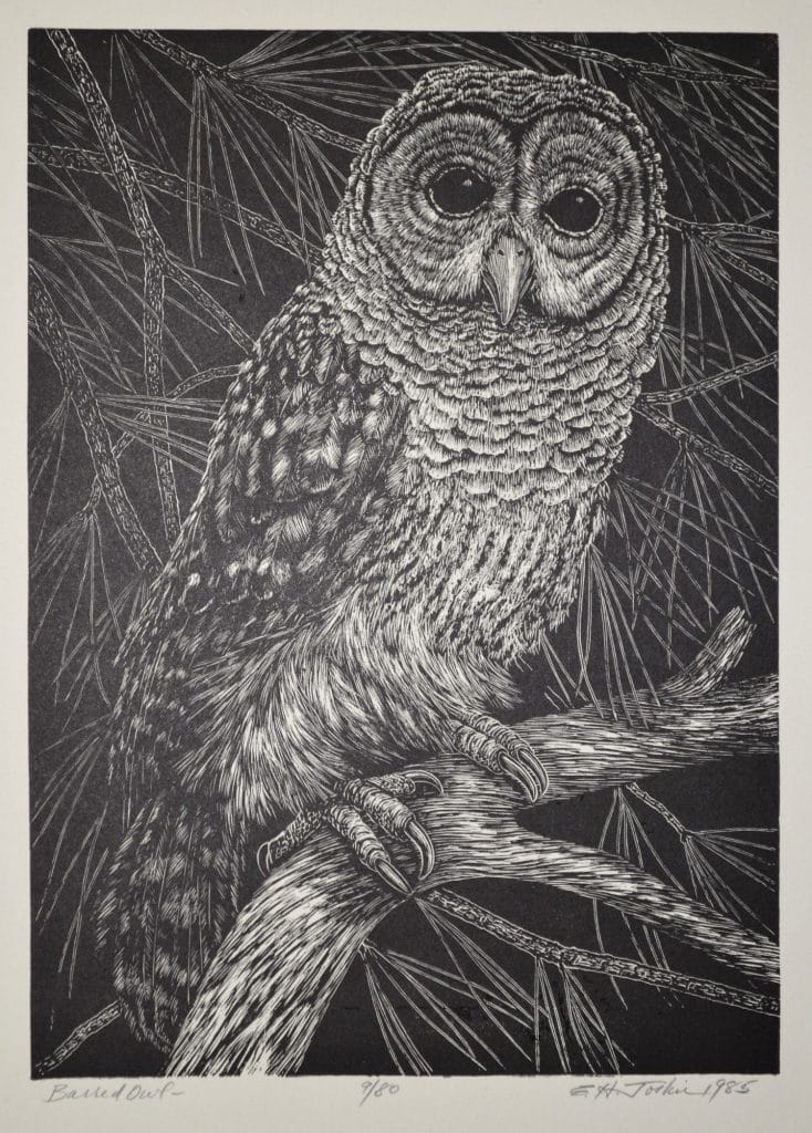 public domain vintage owl image 2