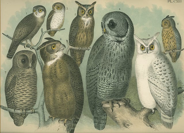 public domain vintage owl image 3