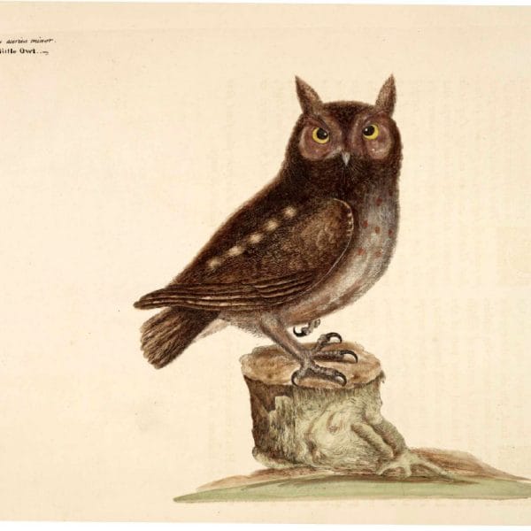 public domain vintage owl image 4