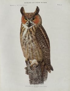 public domain vintage owl image 5
