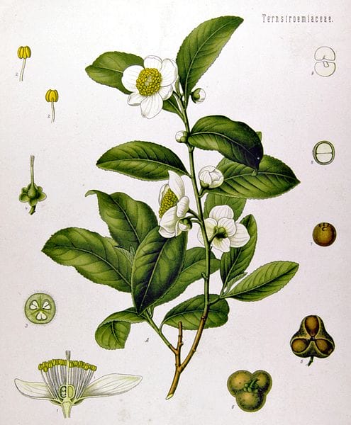 public domain vintage scientific illustration camellia
