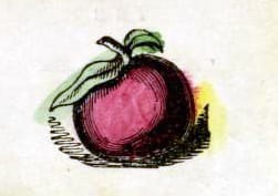 Public domain apple illustration vintage childrens books