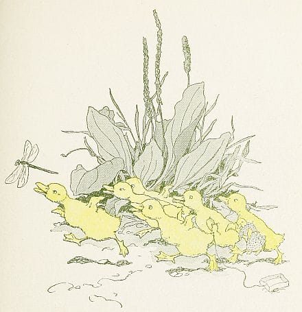 free public domain illustration of ducklings from vintage childrens book 2