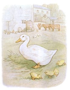 free public domain vintage illustration of ducks 5 beatrix potter salt
