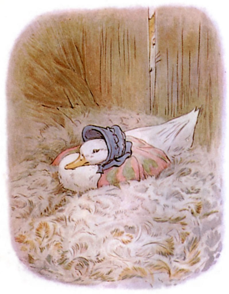 free public domain vintage illustration of ducks beatrix potter jemima puddleduck 3