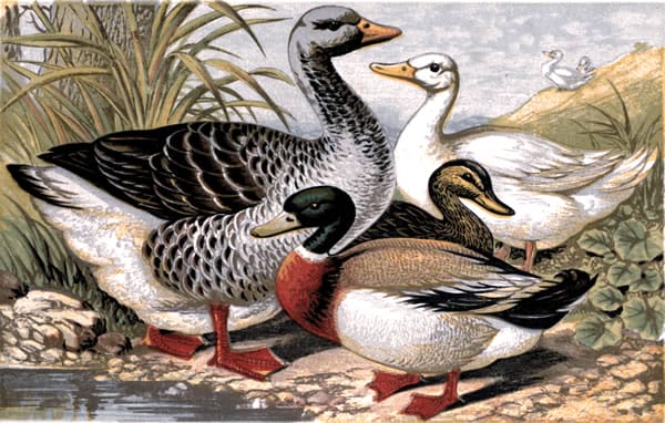free public domain vintage illustration of ducks vintage poultry book