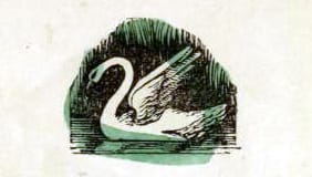 public domain swan illustration vintage childrens books