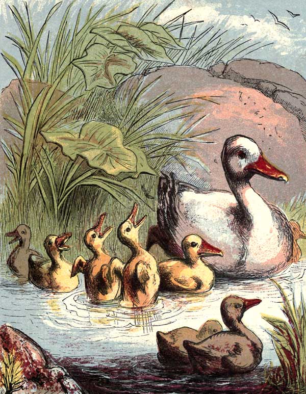 public domain vintage book illustration of duck and ducklings 3