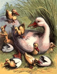 public domain vintage book illustration of duck and ducklings