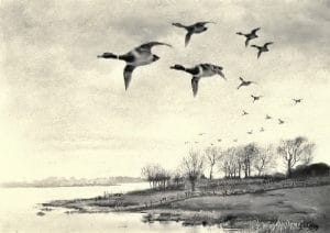 public domain vintage book illustration of ducks flying