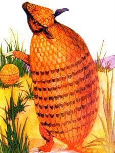 public domain vintage childrens book illustration animal armadillo