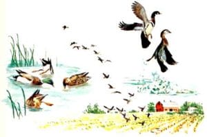 public domain vintage scientific illustration of ducks 1