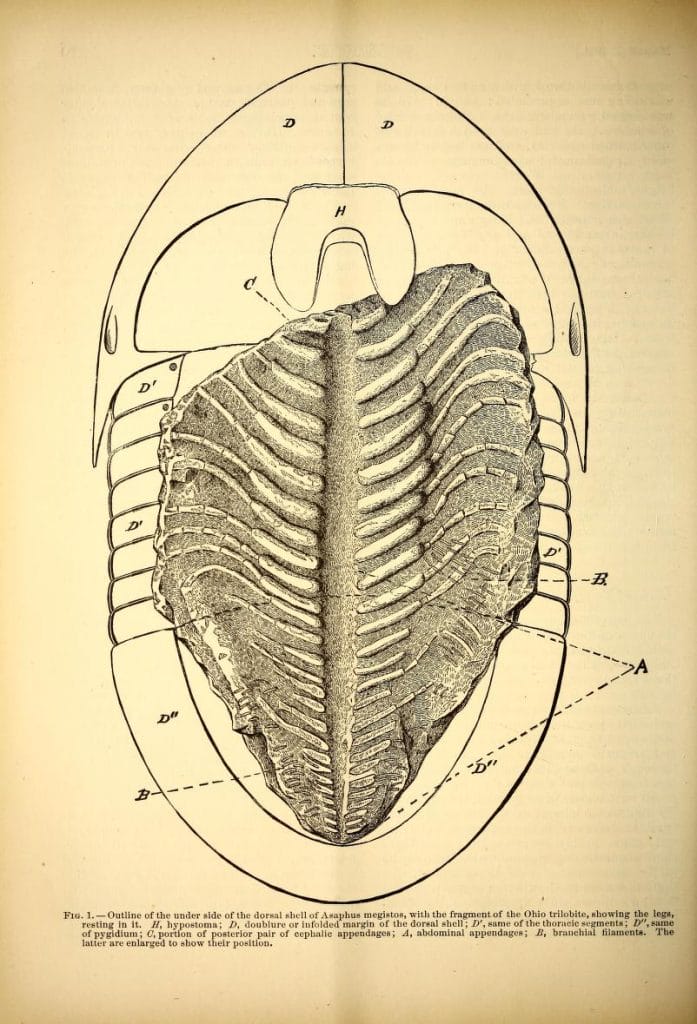 vintage scientific illustration of trilobite sketch1