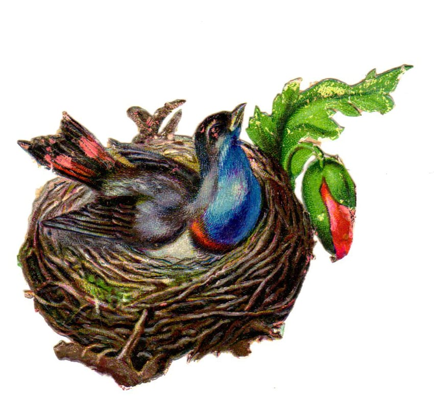 free vintage illustration of a vibrant bird and birds nest