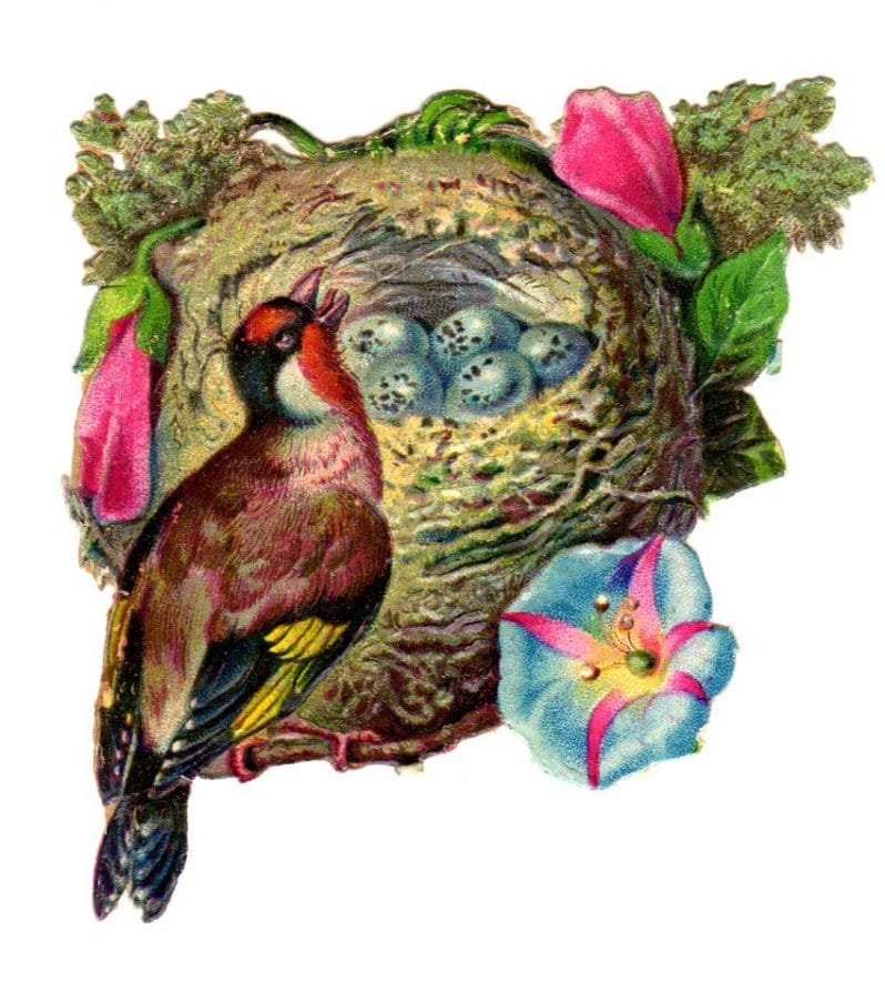 free vintage illustration of wild birds nest and eggs