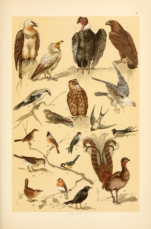 free vintage illustrations of wild animals birds image 3