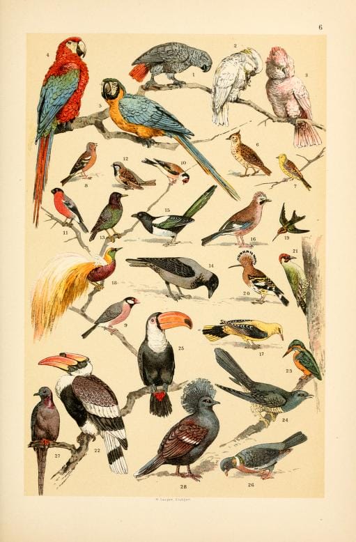 free vintage illustrations of wild animals birds image 4