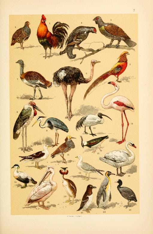 free vintage illustrations of wild animals birds image 5
