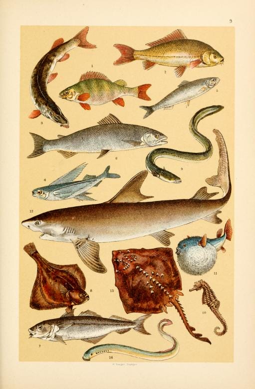 free vintage illustrations of wild animals fish marine