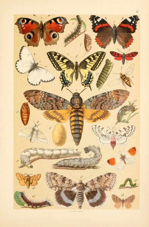 free vintage illustrations of wild butterflies and caterpillars