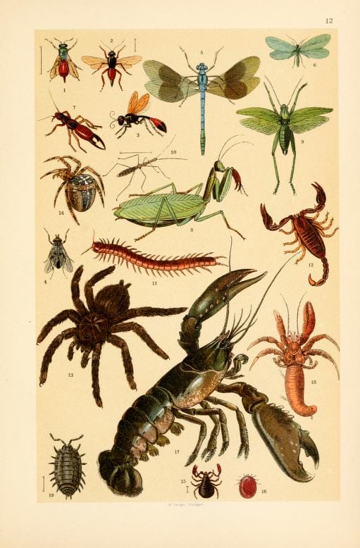 free vintage illustrations of wild insects image 2