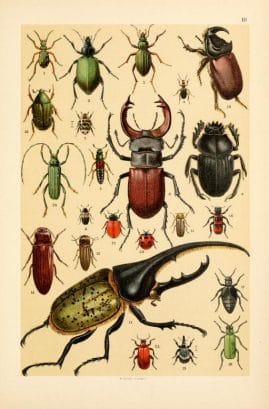 free vintage illustrations of wild insects - Free Vintage Illustrations