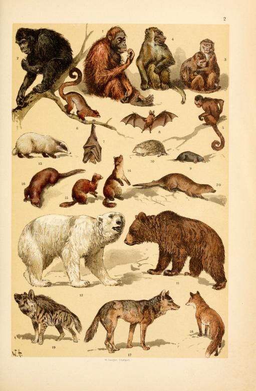 Free Vintage Illustrations of Wild Animals, Insects, and Marine Life from  Antique Children's Science Book - Free Vintage Illustrations