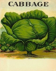 free vintage color illustration of cabbage image 2
