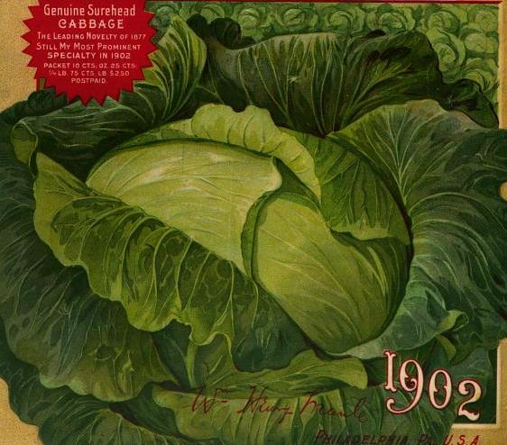 free vintage color illustration of cabbage seed catalog