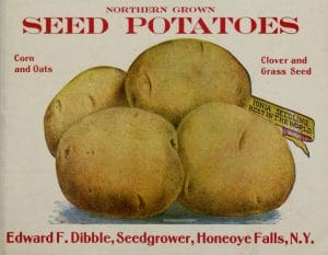free vintage color illustration of potatoes