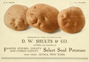 free vintage illustration of potato ad 1