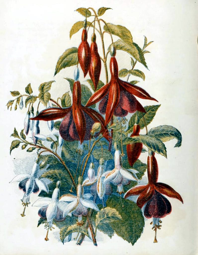 free antique book illustrations of country flowers fuschias