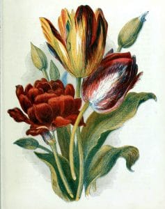 free antique book illustrations of multicolor country flowers tulips