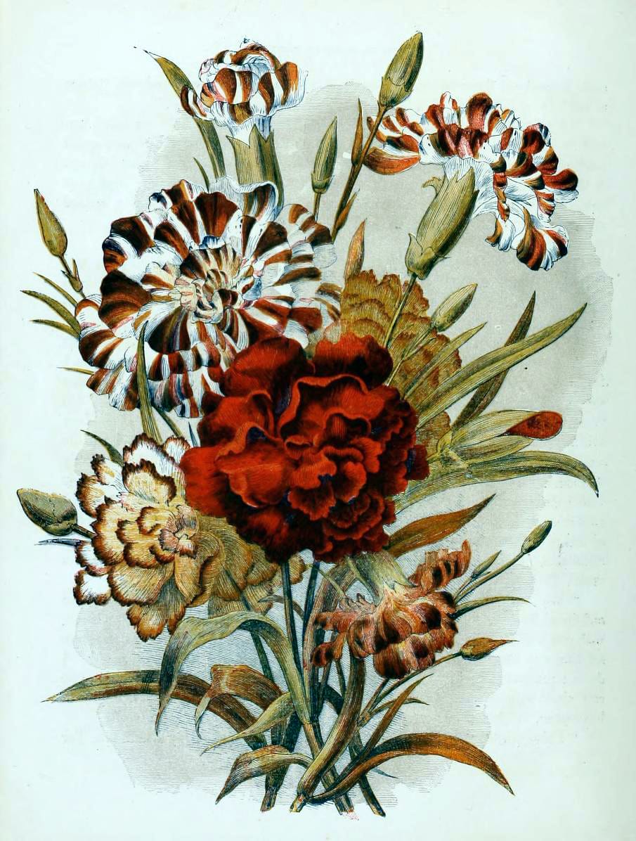 free antique book illustrations of roses lillies and country flowers