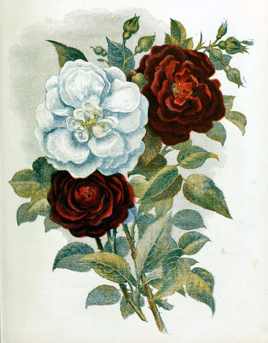 free antique illustration of red and white country flowers